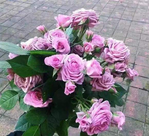 精致又温馨的小阳台,漂亮阳台月季花