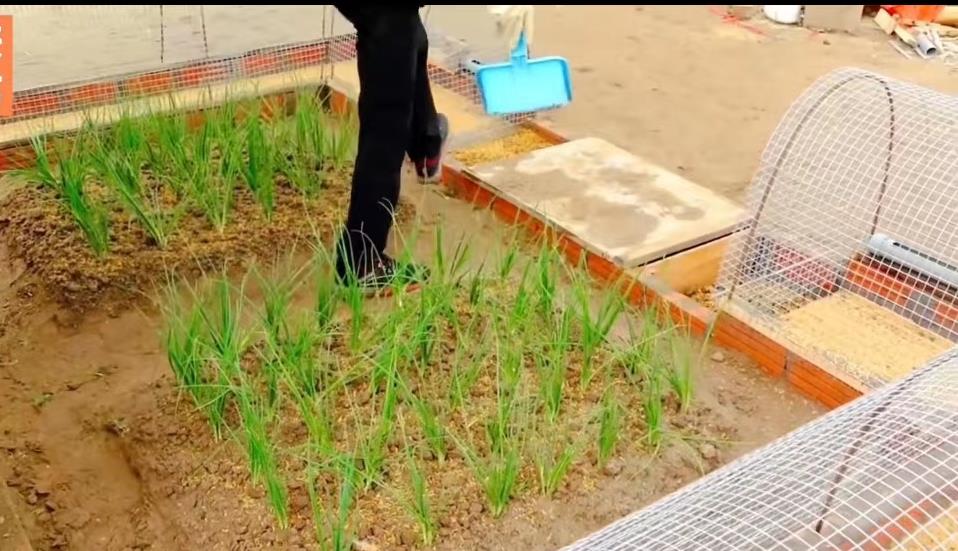 小哥把竹子编织成长方形鸡笼,小哥建造鸡舍