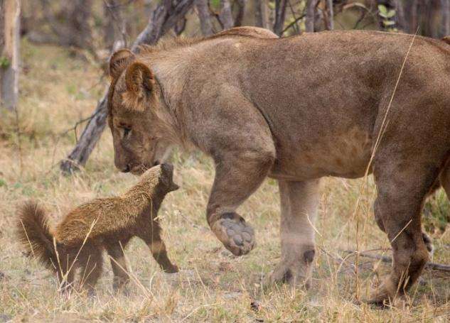 蜜獾实力不强,为何却能在非洲有一席之地?脾气暴躁或许成就了它
