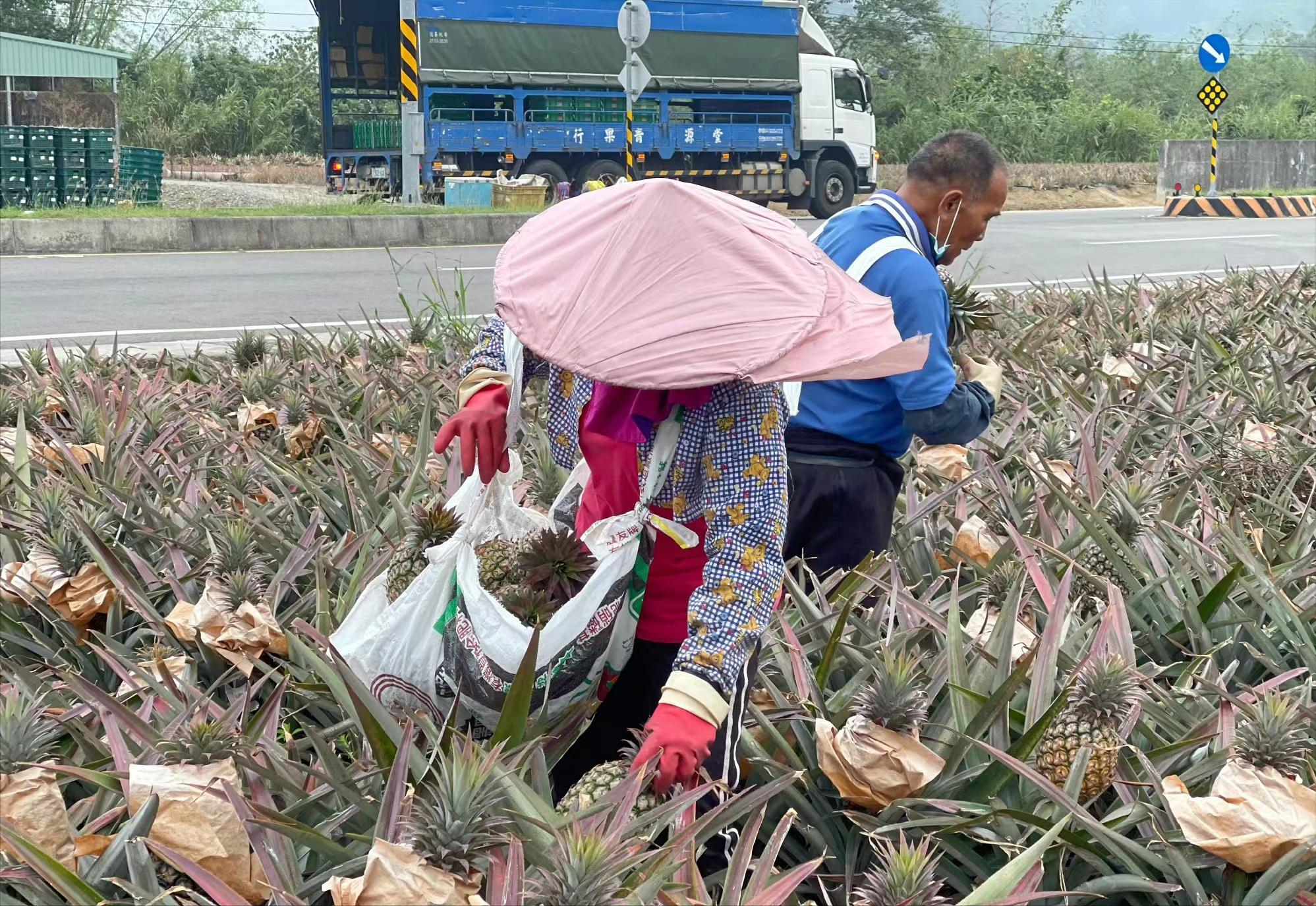 台湾水果商怒斥台当局,台湾凤梨果农斥蔡当局不要乱讲