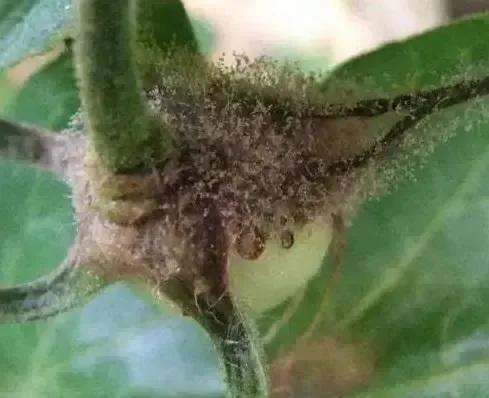 月季白粉病和灰霉病怎么区分,治疗灰霉病月季农药前十名排行