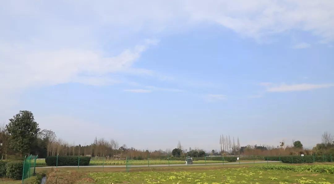 郫都区安德街道云桥村,云桥村萝卜