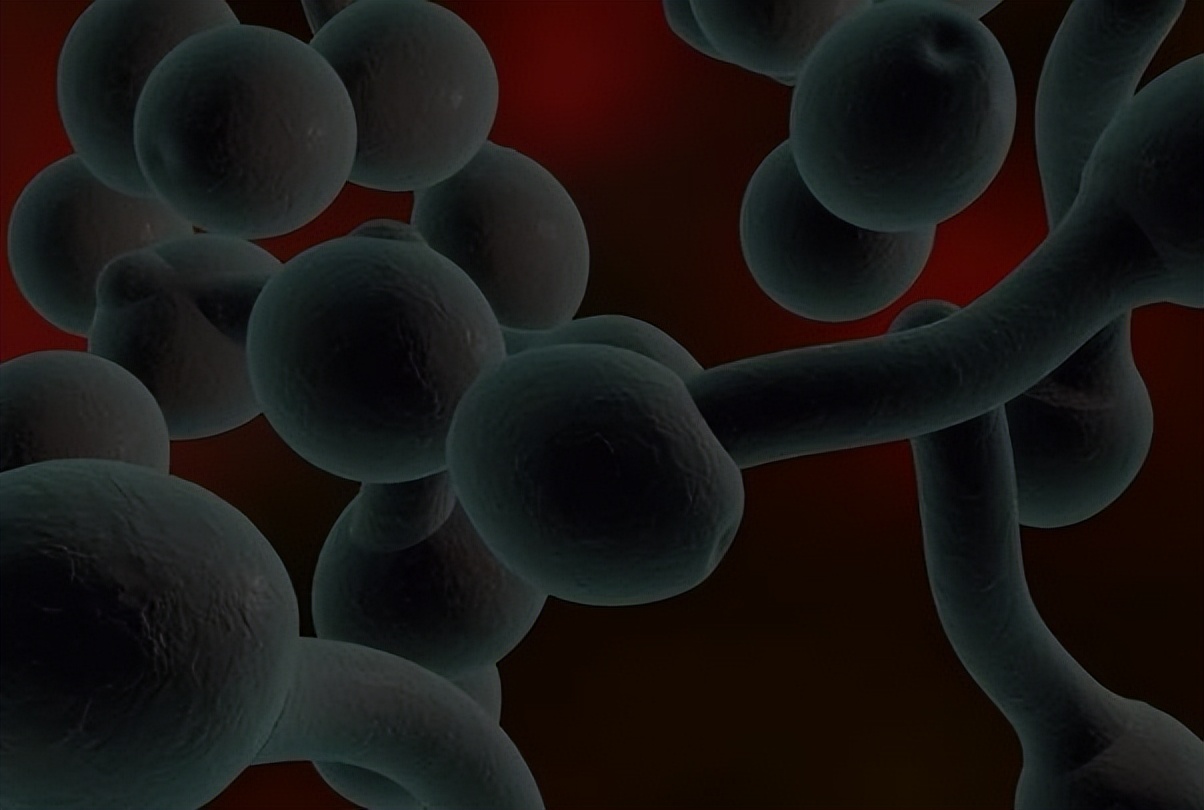 金黄色葡萄球菌的微生物特性,金黄色葡萄球菌的培养特性