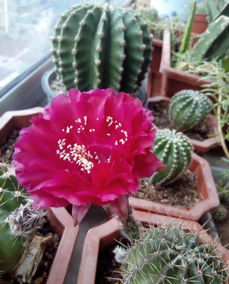 200种·仙人球开花图鉴，大开眼界，美到爆