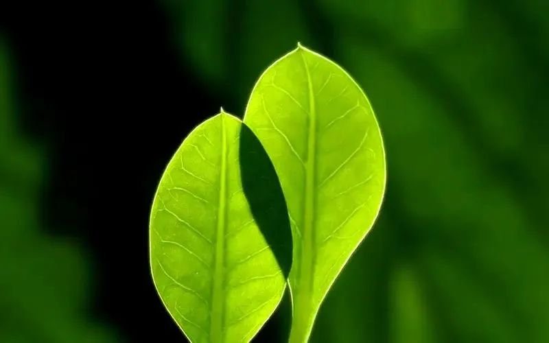 祝福新婚的唯美句子古诗词,祝福班主任新婚的唯美句子