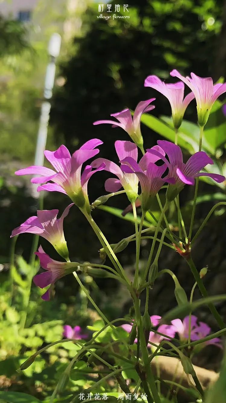 红花酢浆草简介,红花酢浆草喜欢酸性还是碱性土壤