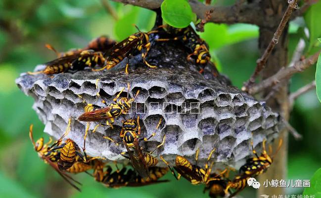 蜜蜂采蜜回家全过程,蜜蜂采蜜回家的样子