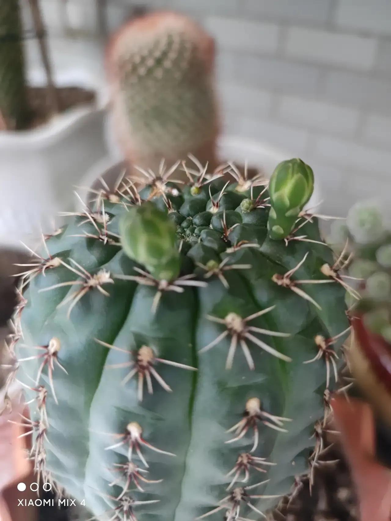 层云仙人球,仙人球开花