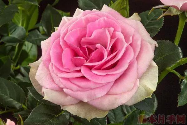 常见切花月季一览（45）