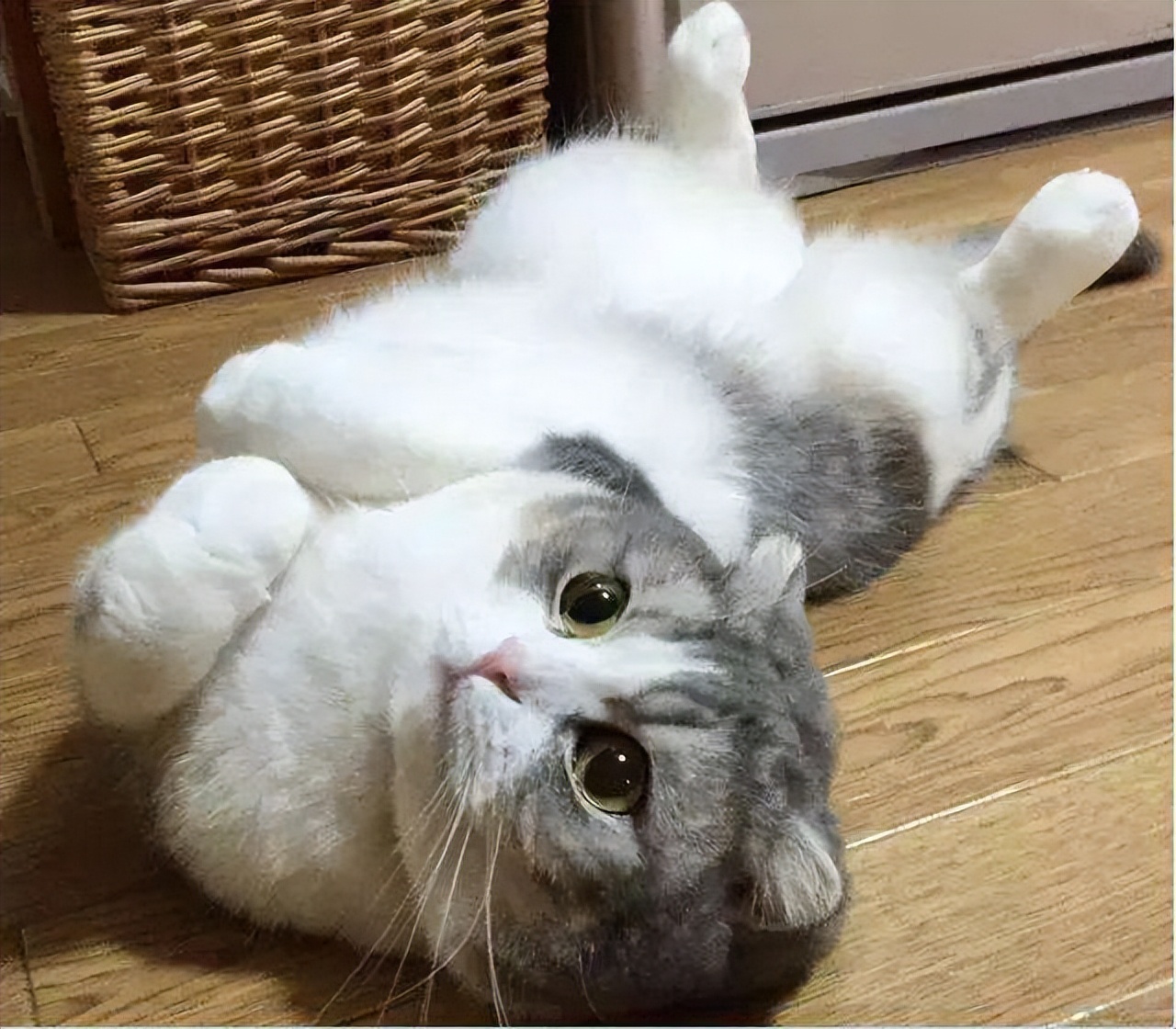 猫咪躺下露肚子代表什么,原来猫咪露肚子有这些含义