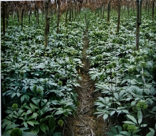 三七和金不换是一样的吗,金不换和三七是同一种中药吗