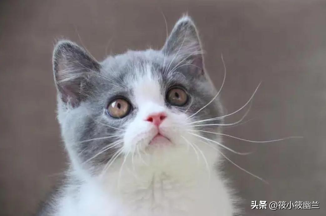 便宜适合新手养的猫咪一百左右,猫咪价格便宜又好养
