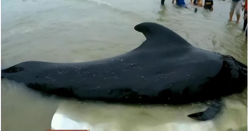 文胸、高尔夫、炮弹、珍珠、*物文**，盘点这些从动物肚里发现的东西