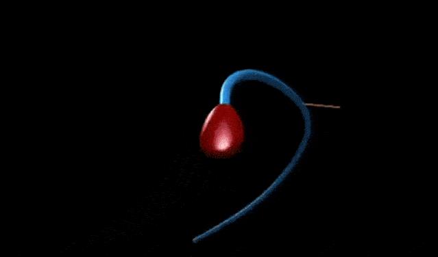 精子的运动能量,精子活动力半数呈直线运动