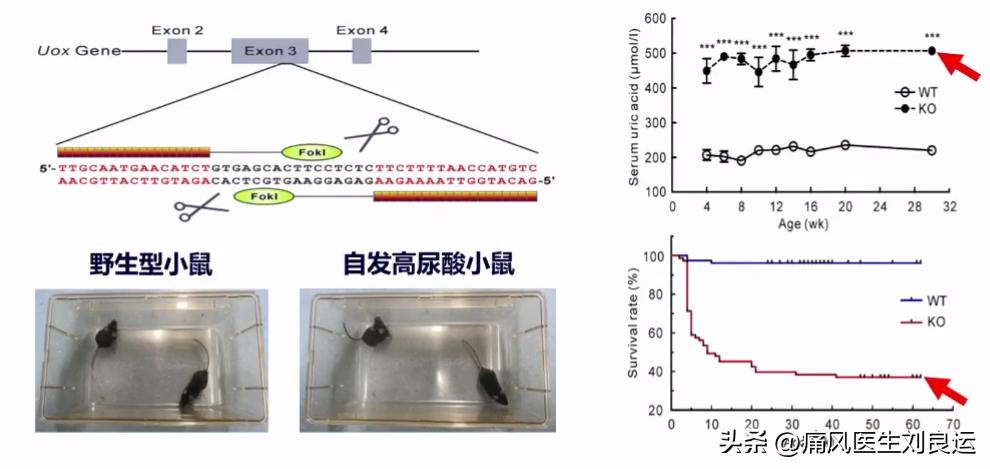 尿酸酶和非布司他,用了非布司他痛风持续发作