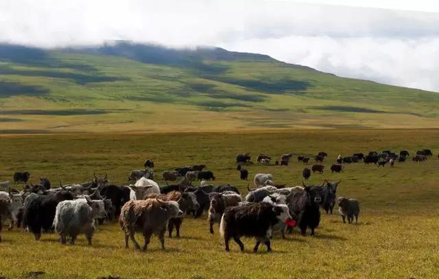 在农村搞养殖哪种可靠又赚钱,农村搞什么养殖不愁销路能赚钱