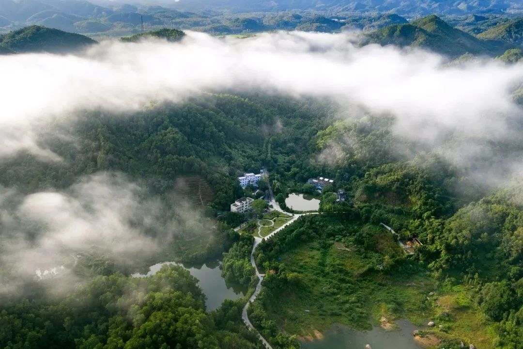 为什么会爱上顺德,恩平人为什么喜欢去委内瑞拉