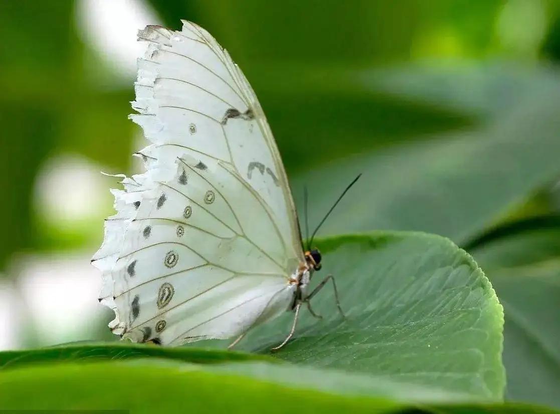 看到黑色蝴蝶代表什么,看到黑色的蝴蝶是什么预兆