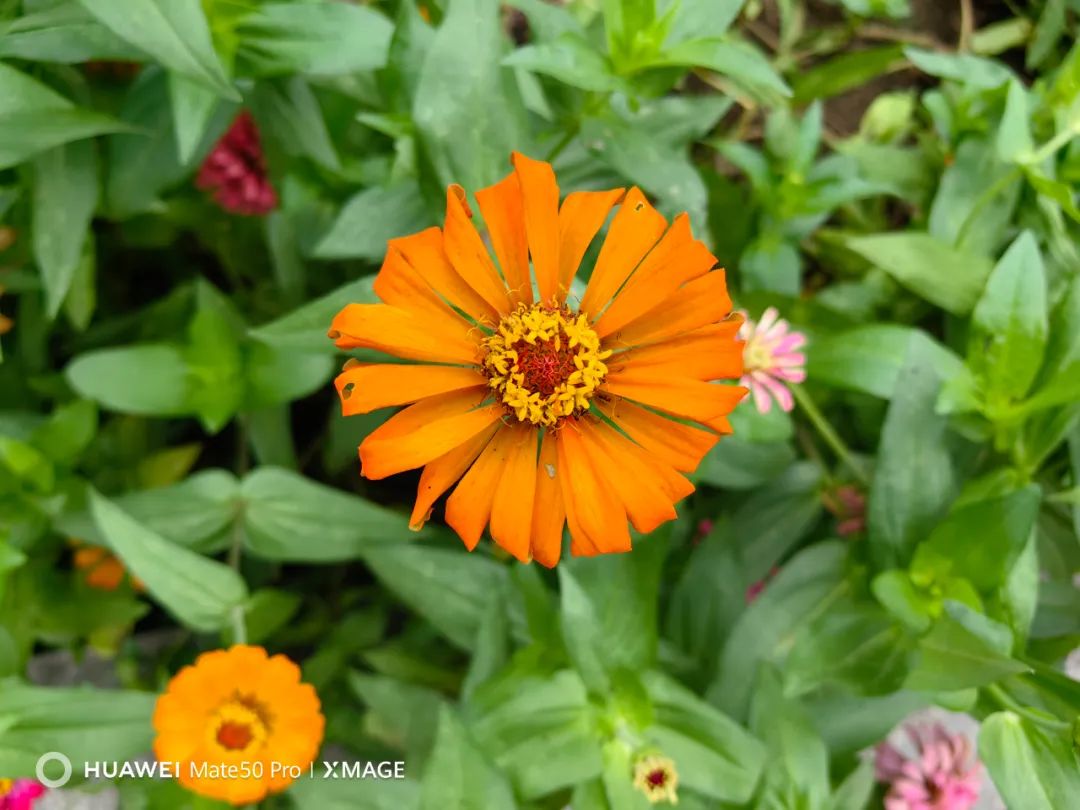 华为mate50pro24年还值得买吗,华为mate50pro只有4g网络吗