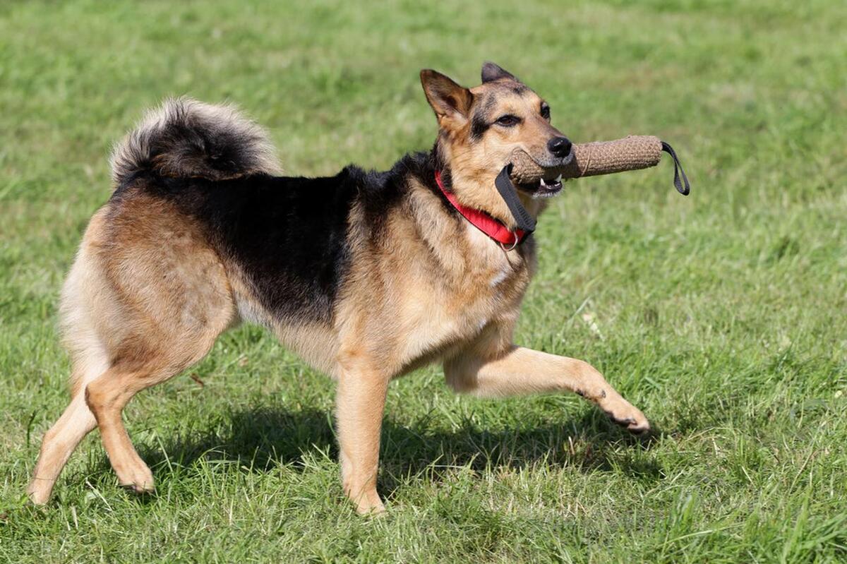 德国牧羊犬常见几种皮肤病,东德牧羊犬有哪些遗传疾病