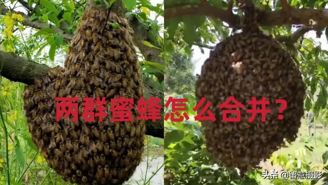 中蜂流蜜期合并蜂群,中蜂和蜂群合并方法