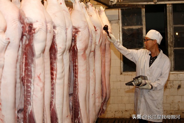 生猪价格回暖猪周期拐点来了吗,生猪行情有变化