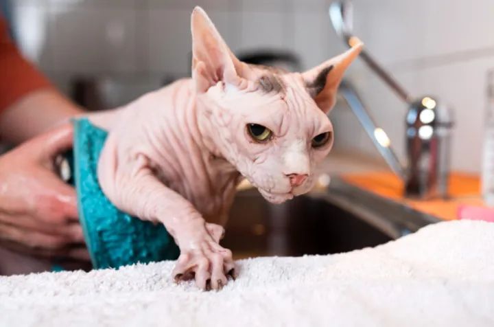 斯芬克斯无毛猫洗澡解压,斯芬克斯猫如何取暖