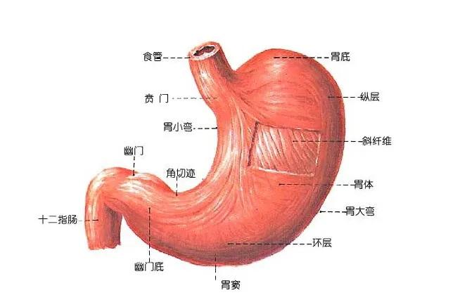 长春中医学院哪个医生治疗肠溃疡,王增济中医