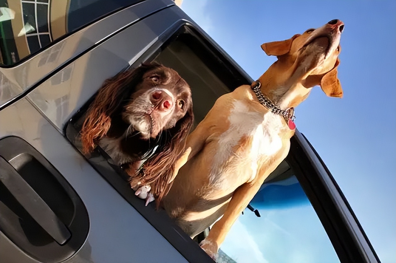 宠物托运出意外谁负责,宠物托运出问题是谁的责任