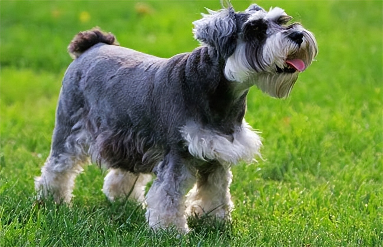 想养个中小型狗养什么好呢,想养一只雪纳瑞犬