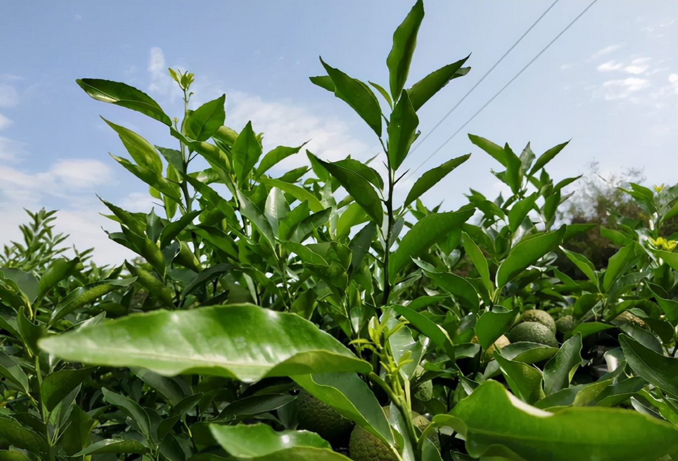 果树施肥有奇招，晚熟杂柑的“3+2施肥方案”，年年丰产不用愁