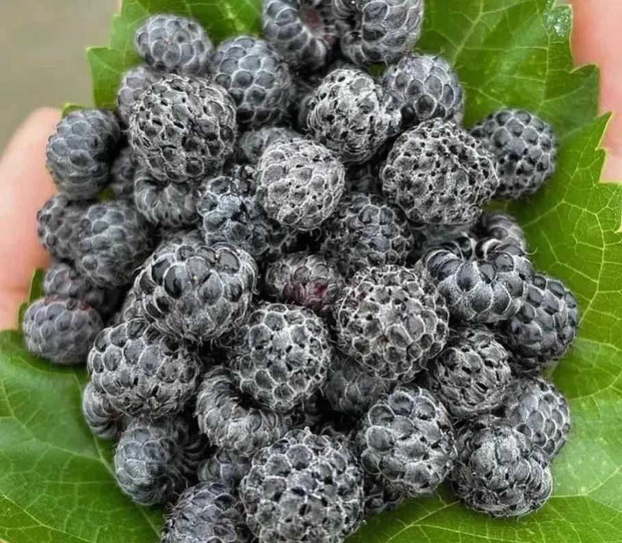 农村的野果都有哪些,农村独有的野果长什么样