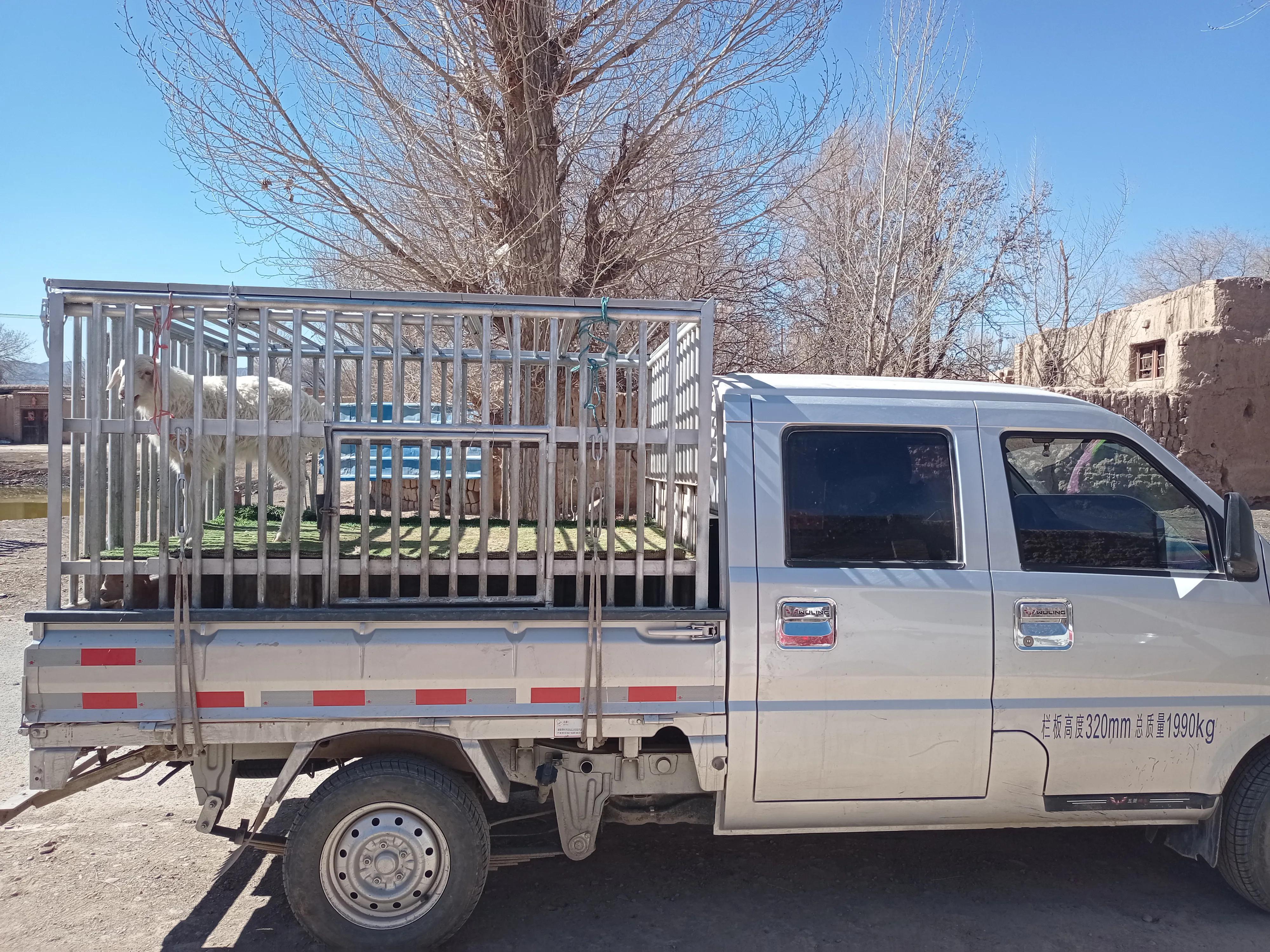 养羊最近几年的前景如何,养羊的利润和投资风险