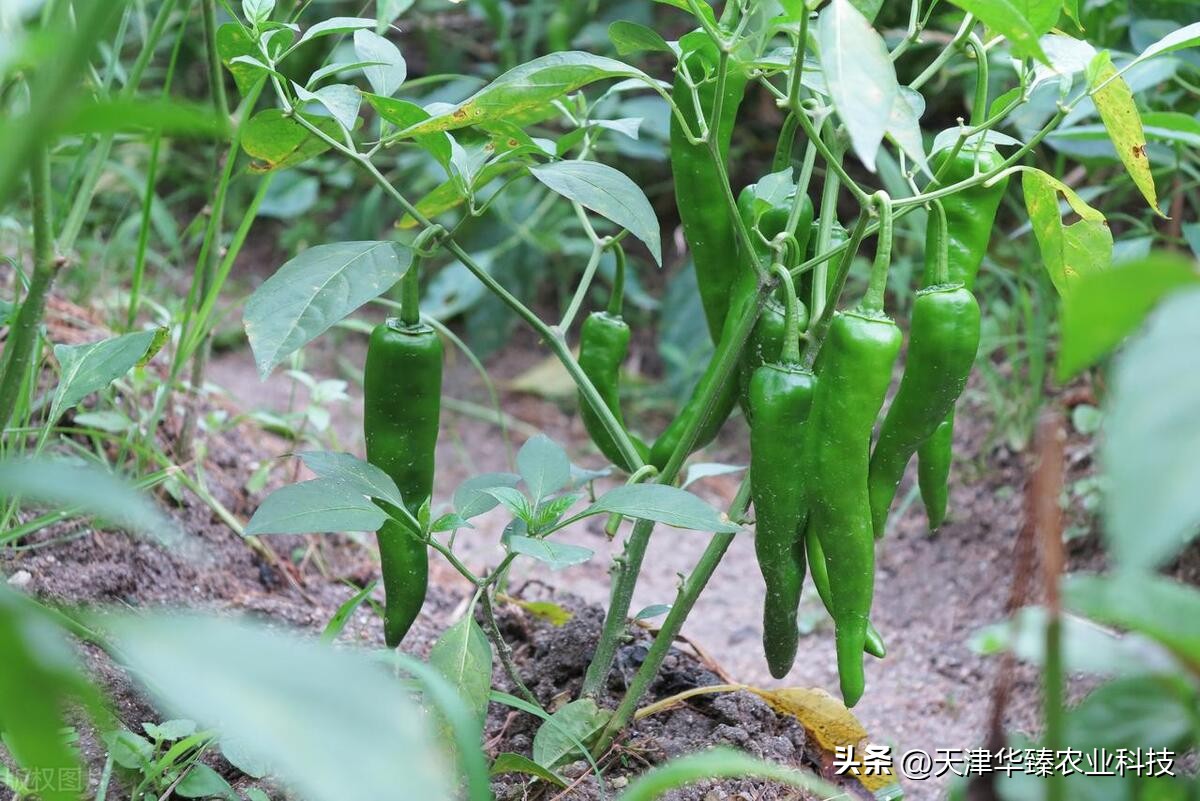 辣椒大田移栽技术视频,辣椒高脚苗移栽大田怎样高产