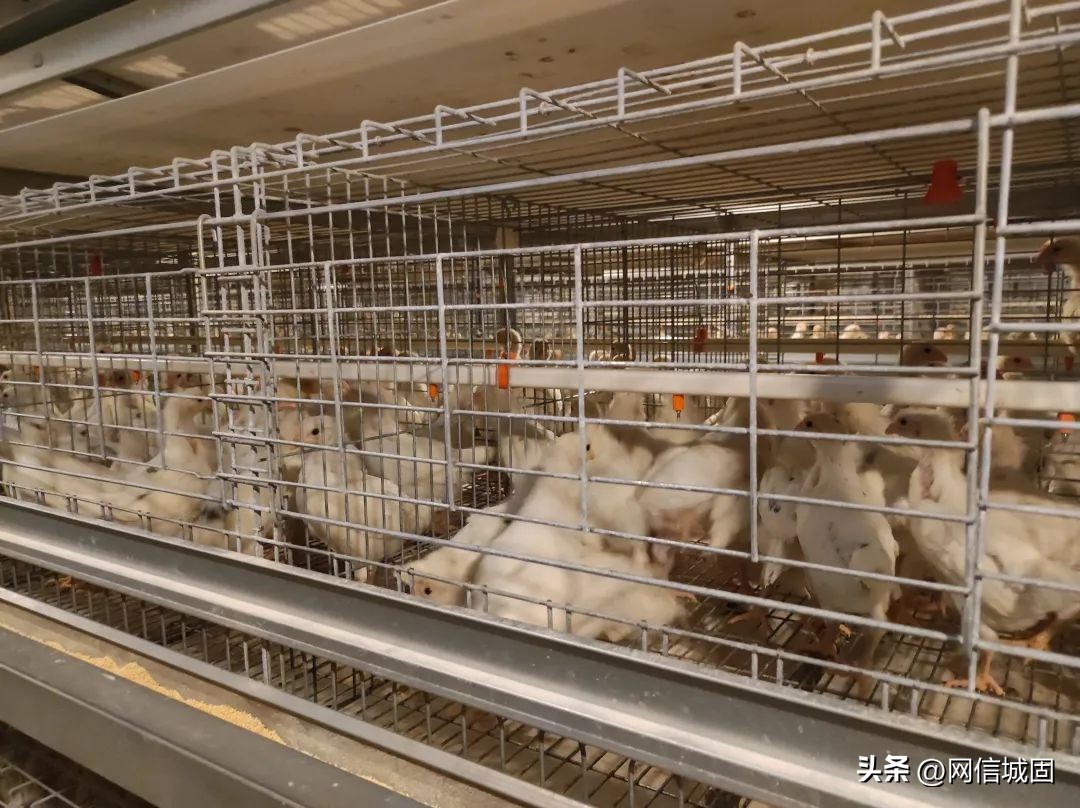 “一键养鸡”？城固县这个镇奏响蛋鸡养殖致富曲→