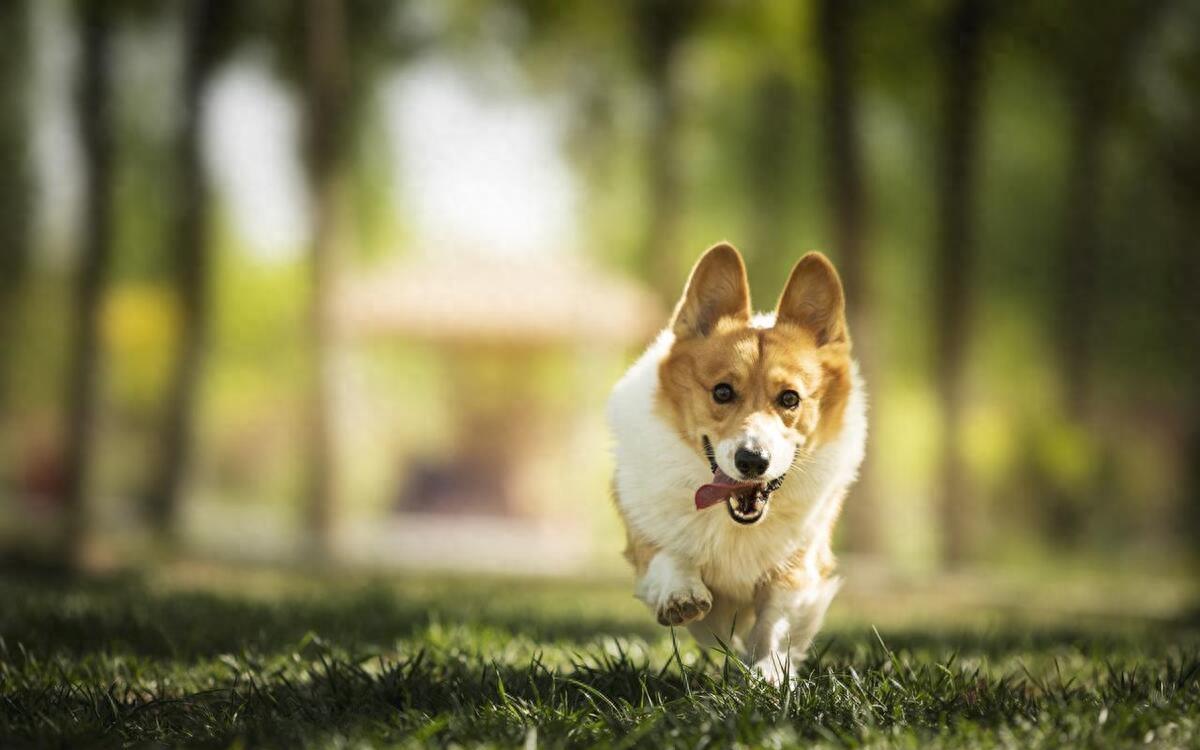 古法治疗狂犬病有效吗,古法训狗术
