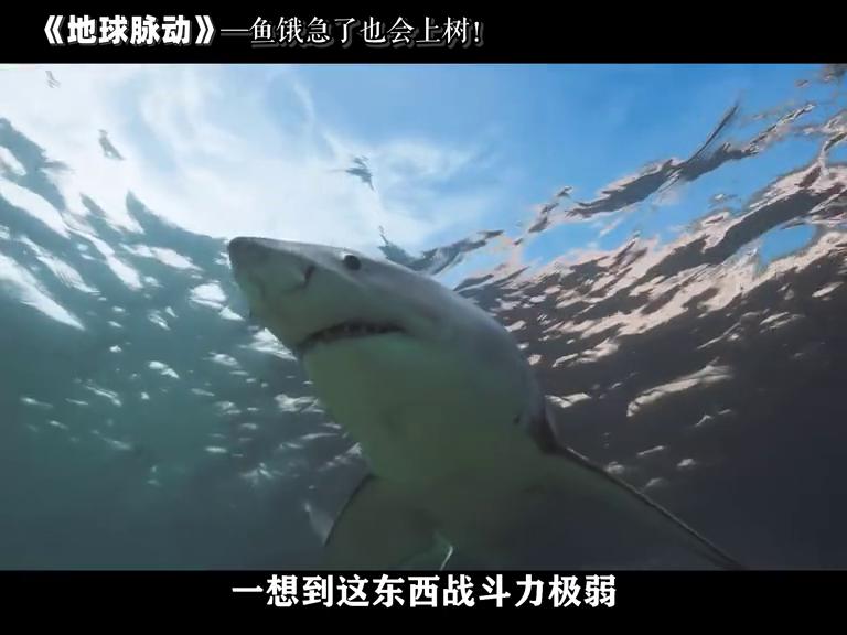 鱼被逼急了，也是会上树的！#自然