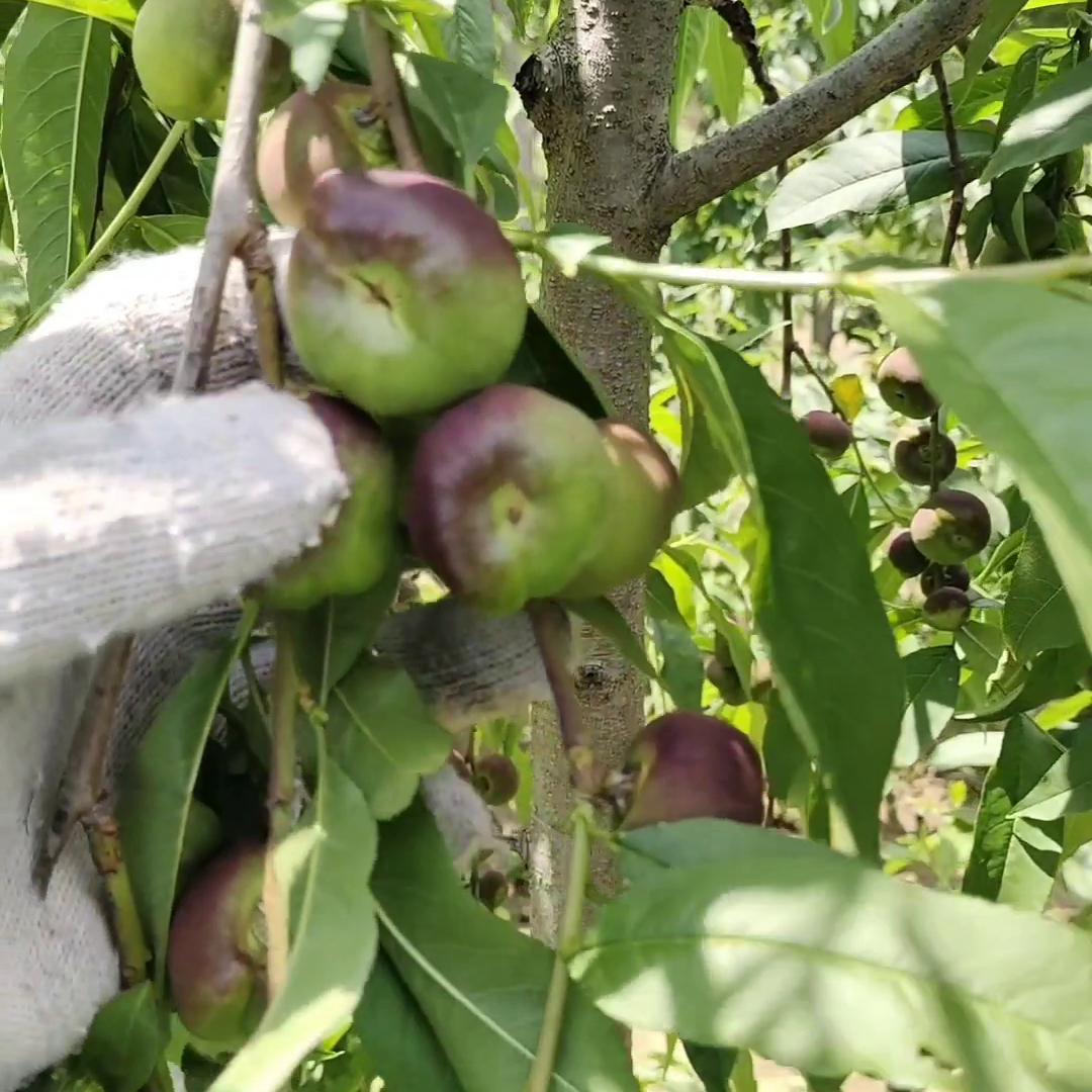 蟠桃为什么会裂果,黄蟠桃裂果严重是怎么回事