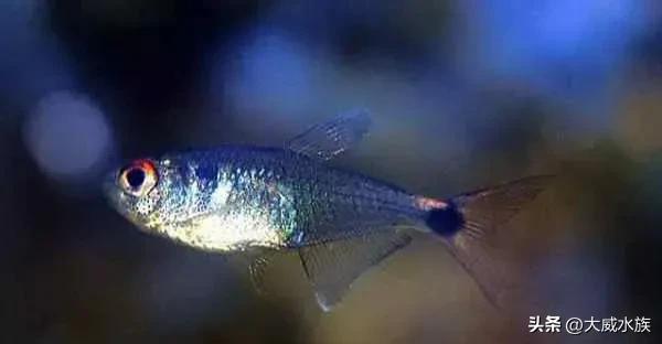 新手必养灯科鱼,灯科群游