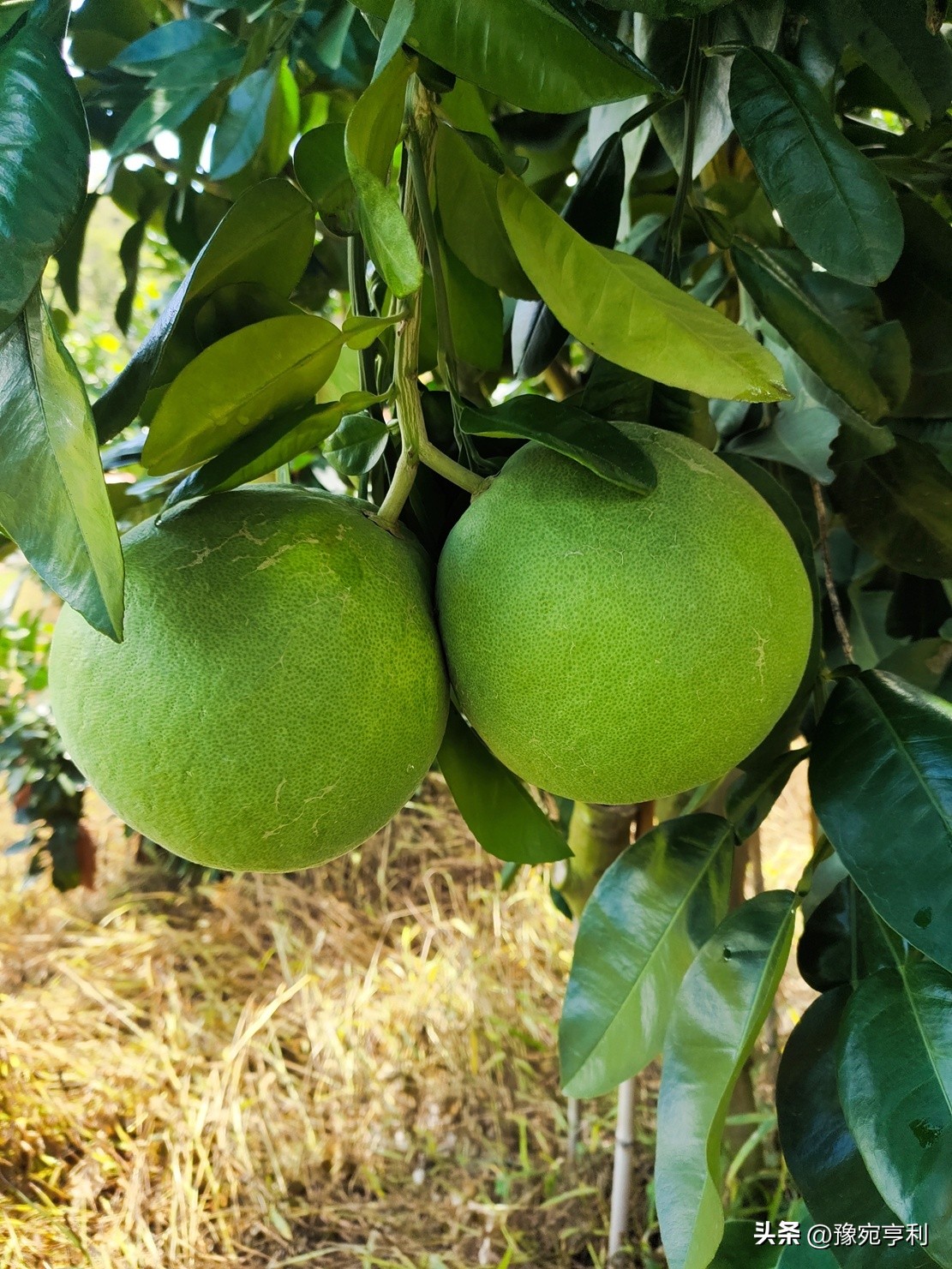 中医汗症的治疗方法,为什么中医治疗汗症没效果