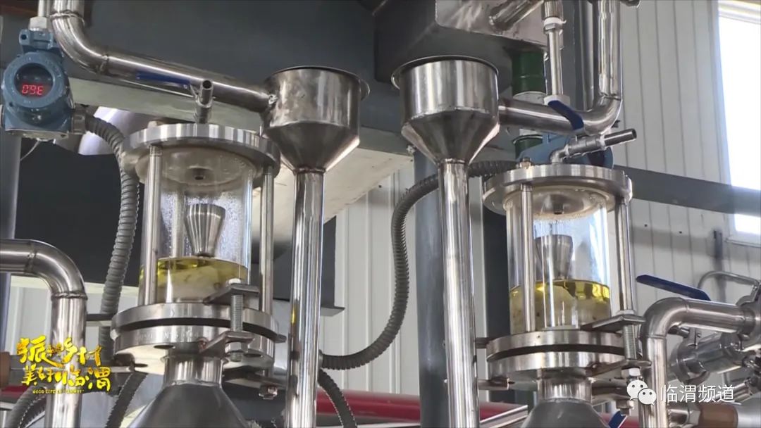 《振兴乡村美好临渭》临渭区丰原镇北雷村：玫瑰绽放“美丽经济”花香铺就致富路