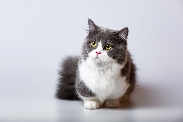 十大适合家养猫咪优缺点,最适合养的十大猫咪