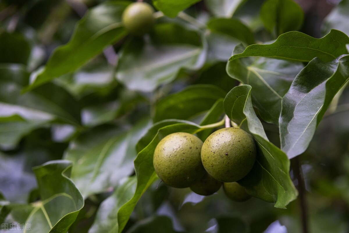 唐朝诡事长安红茶,唐朝诡事录长安红茶简介