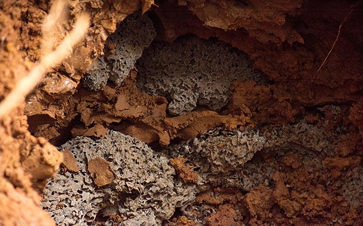 白蚁窝怎么去除最有效,隐藏在墙内的白蚁怎么根治