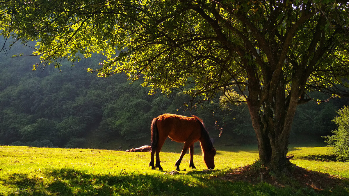 武隆仙女山两日游攻略自由行,武隆仙女山自由行攻略