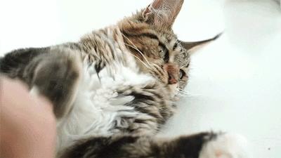 缅因猫养公的还是母的好,养一只缅因猫一个月要多少钱