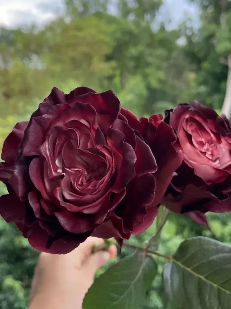 新手必看鲜花养护攻略,鲜花在水里能养几天会死