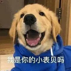 狗狗拉稀是什么原因该如何处理,狗狗拉稀怎么办教你立刻治疗