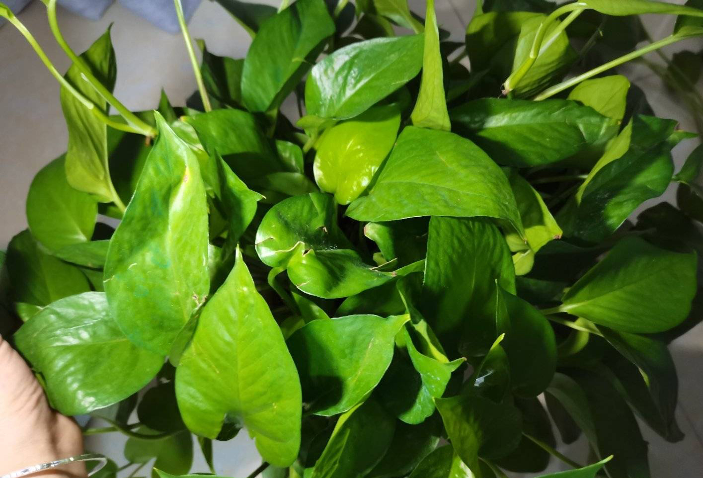 装修房子适合养什么花,刚装修的房子适合养什么花