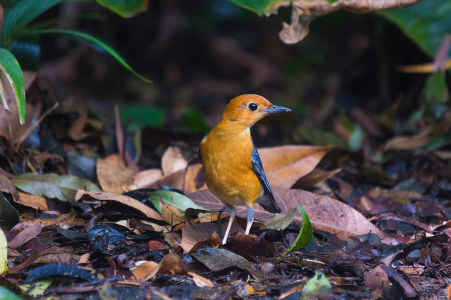 画眉鸟百啭千声,百啭千啼